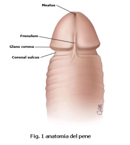 gonfiore del pene e del pube